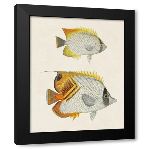 Yellow And Grey Fish I Black Modern Wood Framed Art Print with Double Matting by Unknown
