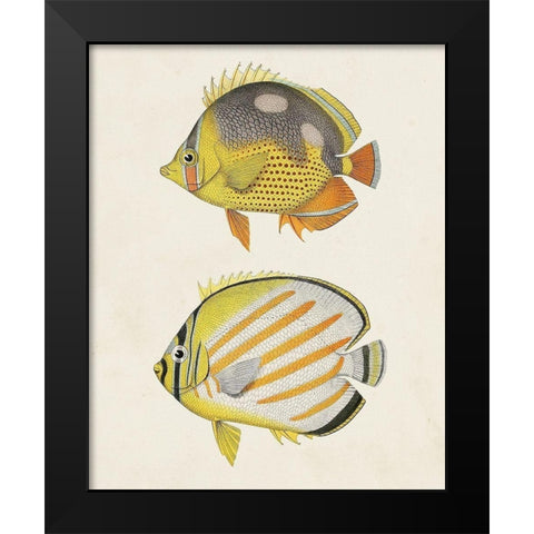 Yellow And Grey Fish IV Black Modern Wood Framed Art Print by Unknown