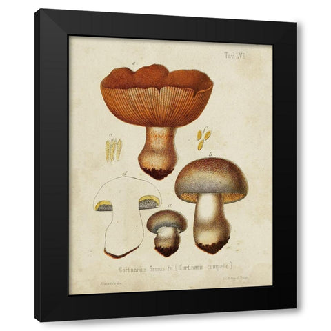 Mushroom Varieties I Black Modern Wood Framed Art Print by Unknown