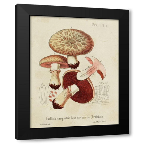 Mushroom Varieties II Black Modern Wood Framed Art Print by Unknown