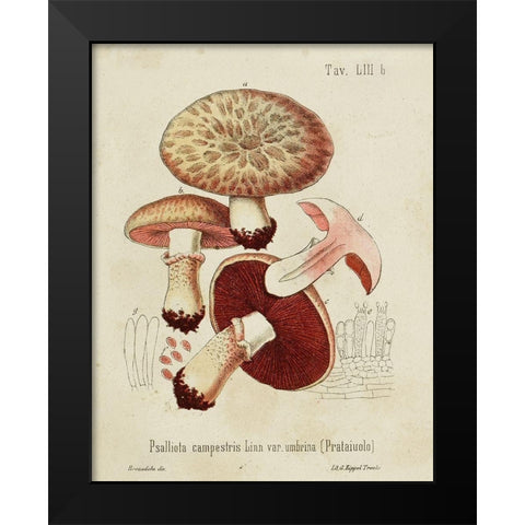 Mushroom Varieties II Black Modern Wood Framed Art Print by Unknown