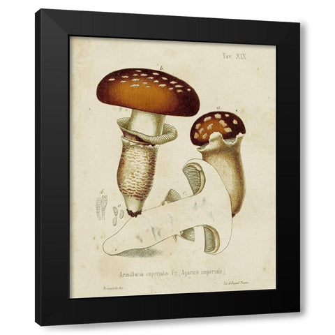 Mushroom Varieties III Black Modern Wood Framed Art Print by Unknown