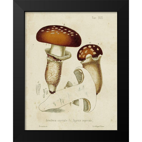 Mushroom Varieties III Black Modern Wood Framed Art Print by Unknown