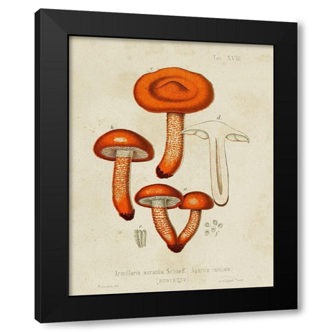 Mushroom Varieties IV Black Modern Wood Framed Art Print with Double Matting by Unknown