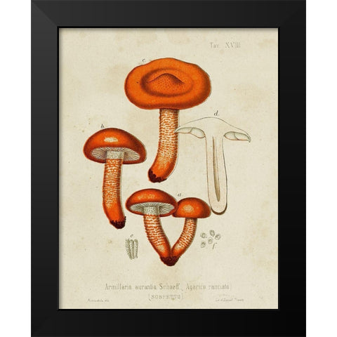 Mushroom Varieties IV Black Modern Wood Framed Art Print by Unknown