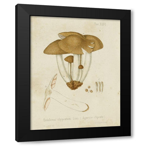 Mushroom Varieties V Black Modern Wood Framed Art Print with Double Matting by Unknown