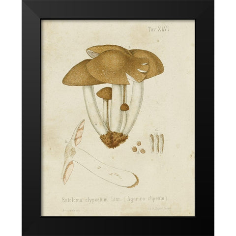 Mushroom Varieties V Black Modern Wood Framed Art Print by Unknown