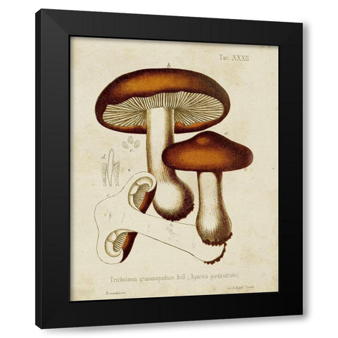 Mushroom Varieties VI Black Modern Wood Framed Art Print by Unknown