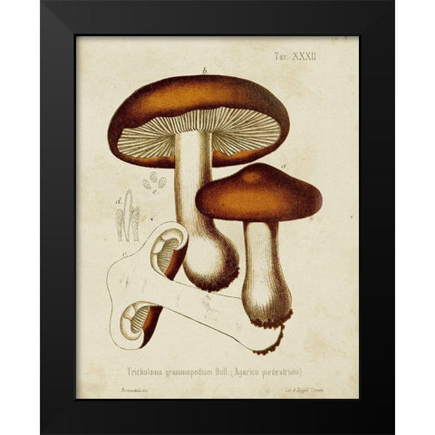 Mushroom Varieties VI Black Modern Wood Framed Art Print by Unknown