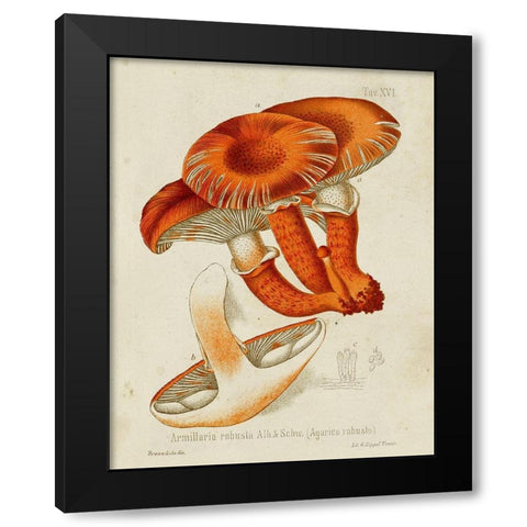 Mushroom Varieties VII Black Modern Wood Framed Art Print by Unknown