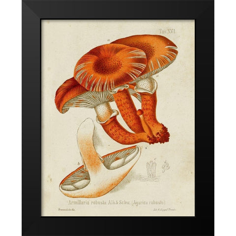 Mushroom Varieties VII Black Modern Wood Framed Art Print by Unknown