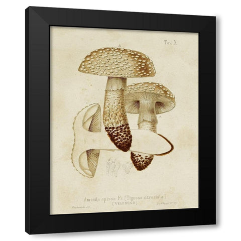 Mushroom Varieties VIII Black Modern Wood Framed Art Print with Double Matting by Unknown