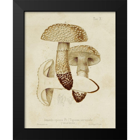 Mushroom Varieties VIII Black Modern Wood Framed Art Print by Unknown