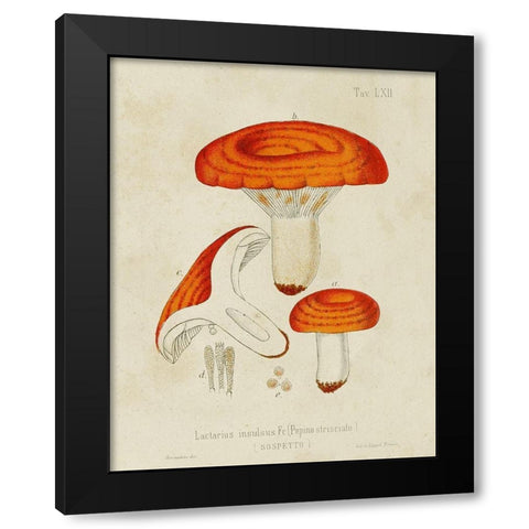 Mushroom Varieties IX Black Modern Wood Framed Art Print by Unknown