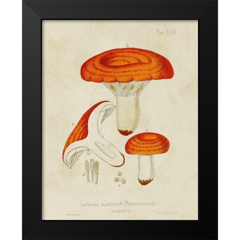 Mushroom Varieties IX Black Modern Wood Framed Art Print by Unknown