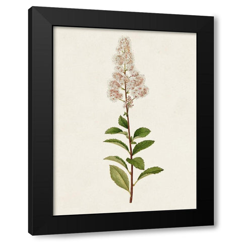 Mauve Garden Flowers II Black Modern Wood Framed Art Print by Unknown