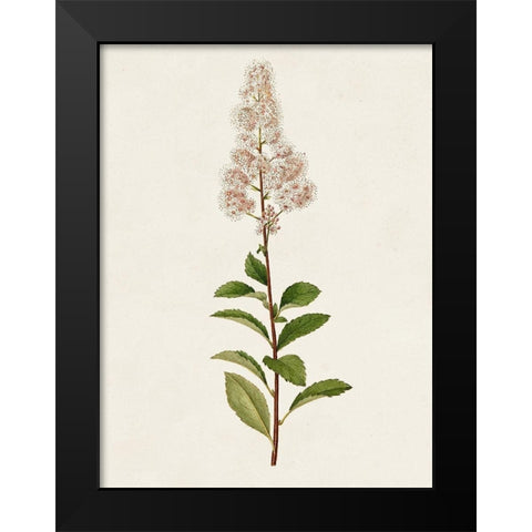 Mauve Garden Flowers II Black Modern Wood Framed Art Print by Unknown