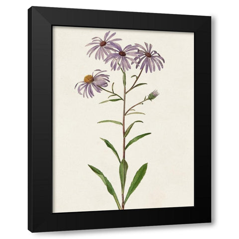 Mauve Garden Flowers III Black Modern Wood Framed Art Print by Unknown