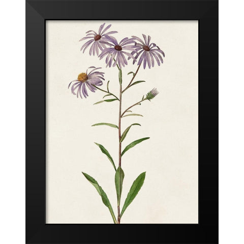 Mauve Garden Flowers III Black Modern Wood Framed Art Print by Unknown