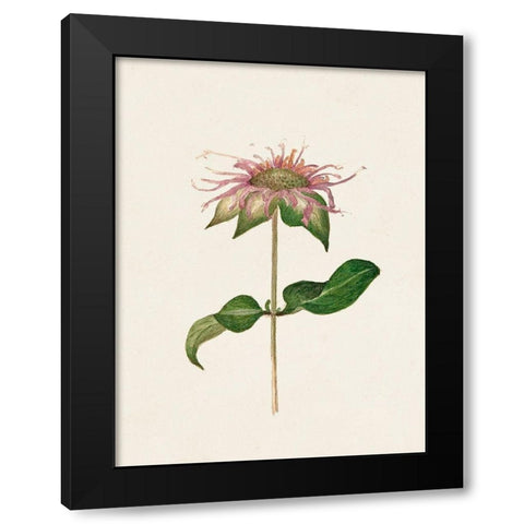 Mauve Garden Flowers V Black Modern Wood Framed Art Print with Double Matting by Unknown