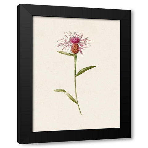 Mauve Garden Flowers VI Black Modern Wood Framed Art Print by Unknown