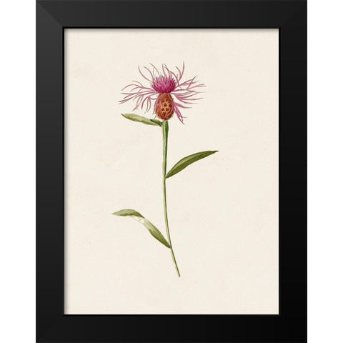 Mauve Garden Flowers VI Black Modern Wood Framed Art Print by Unknown