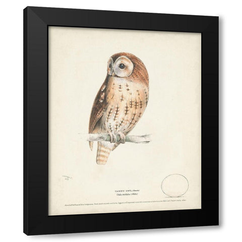 Tawny Owl Black Modern Wood Framed Art Print with Double Matting by Meyer, H.L.