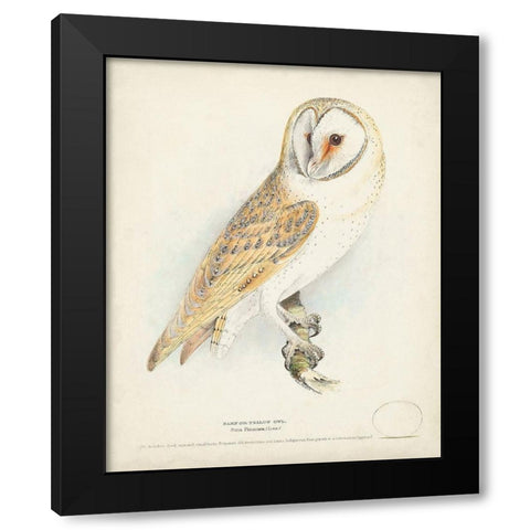 Barn Owl Black Modern Wood Framed Art Print by Meyer, H.L.