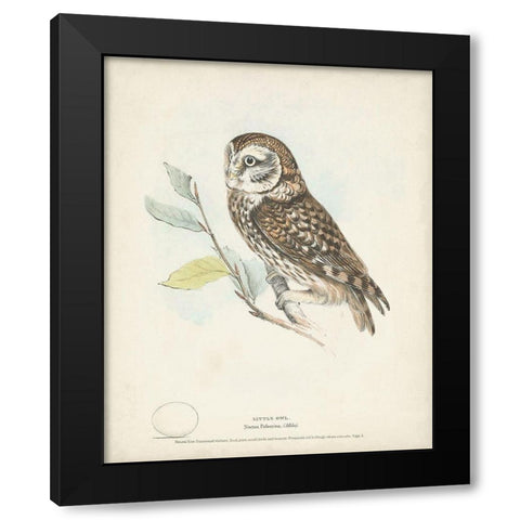 Little Owl Black Modern Wood Framed Art Print with Double Matting by Meyer, H.L.