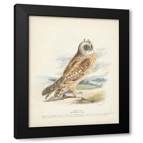 Hawk Owl Black Modern Wood Framed Art Print with Double Matting by Meyer, H.L.