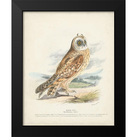 Hawk Owl Black Modern Wood Framed Art Print by Meyer, H.L.