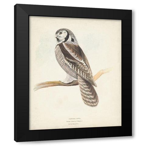 Canada Owl Black Modern Wood Framed Art Print by Meyer, H.L.