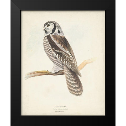 Canada Owl Black Modern Wood Framed Art Print by Meyer, H.L.