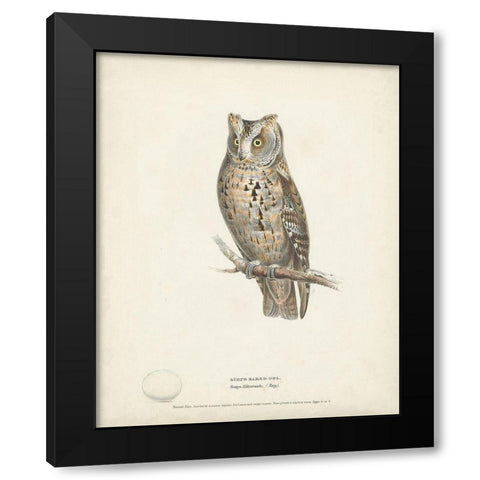 Scops- Eared Owl Black Modern Wood Framed Art Print by Meyer, H.L.