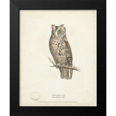 Scops- Eared Owl Black Modern Wood Framed Art Print by Meyer, H.L.