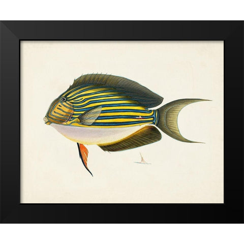 Tropical Fish Collection I Black Modern Wood Framed Art Print by Unknown