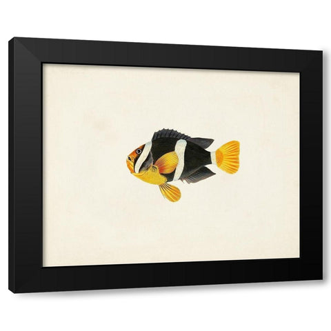 Tropical Fish Collection II Black Modern Wood Framed Art Print with Double Matting by Unknown