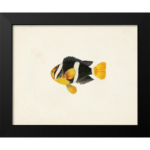 Tropical Fish Collection II Black Modern Wood Framed Art Print by Unknown