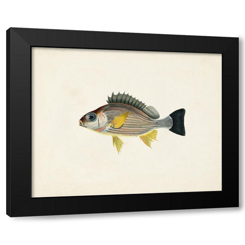 Tropical Fish Collection III Black Modern Wood Framed Art Print with Double Matting by Unknown