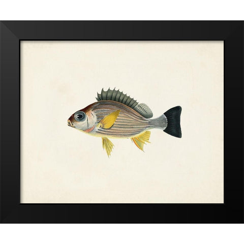 Tropical Fish Collection III Black Modern Wood Framed Art Print by Unknown