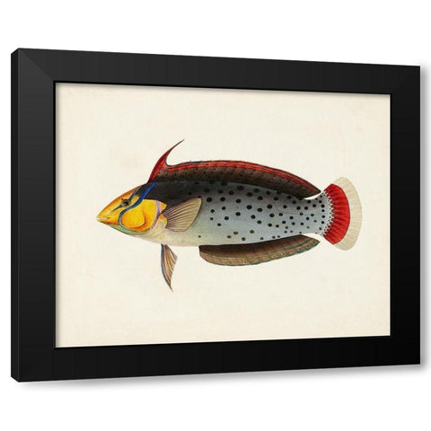 Tropical Fish Collection IV Black Modern Wood Framed Art Print by Unknown