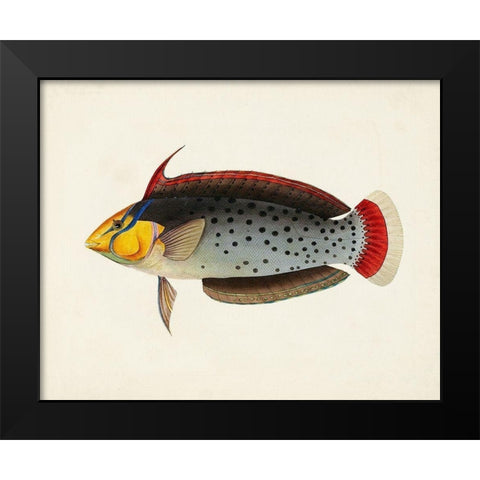 Tropical Fish Collection IV Black Modern Wood Framed Art Print by Unknown