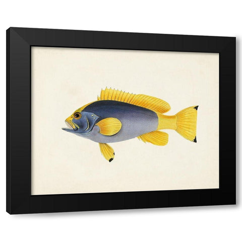 Tropical Fish Collection V Black Modern Wood Framed Art Print with Double Matting by Unknown