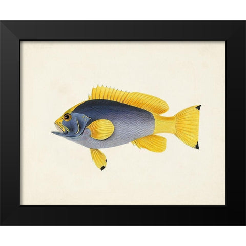 Tropical Fish Collection V Black Modern Wood Framed Art Print by Unknown