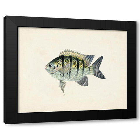 Tropical Fish Collection VI Black Modern Wood Framed Art Print with Double Matting by Unknown