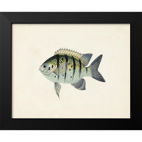 Tropical Fish Collection VI Black Modern Wood Framed Art Print by Unknown
