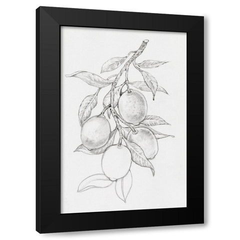 Fruit-Bearing Branch I Black Modern Wood Framed Art Print with Double Matting by OToole, Tim