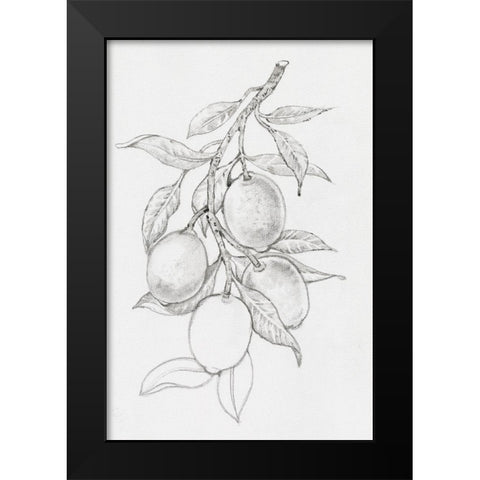 Fruit-Bearing Branch I Black Modern Wood Framed Art Print by OToole, Tim