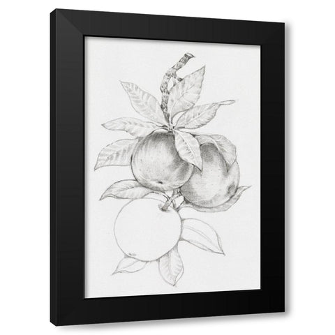 Fruit-Bearing Branch II Black Modern Wood Framed Art Print by OToole, Tim