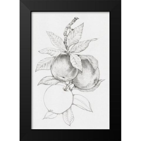 Fruit-Bearing Branch II Black Modern Wood Framed Art Print by OToole, Tim